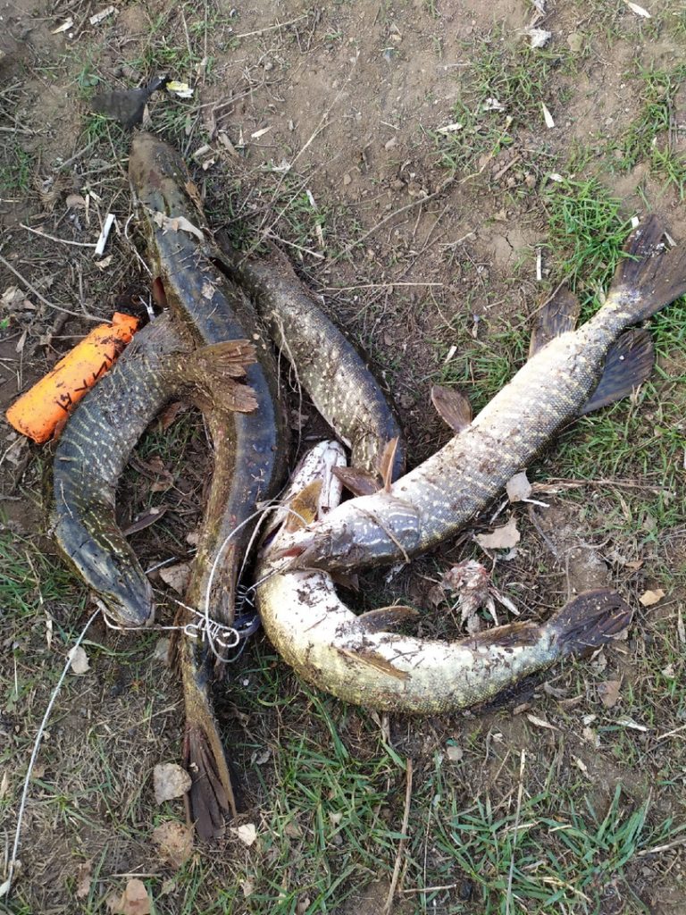 Отчет о рыбалке: Водоём #671995417 — Оренбургский район — село Ивановка — Приволжский федеральный округ, Оренбургская область