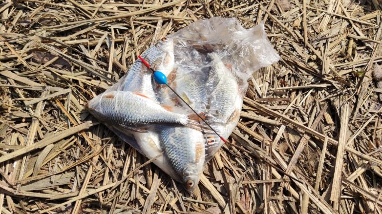 Отчет о рыбалке: Водоём #2451062 — городской округ Ульяновск — Ульяновск — Приволжский федеральный округ, Ульяновская область