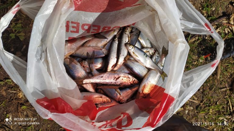 Отчет о рыбалке: Водоём #2348641 — городской округ Псков — Псков — Северо-Западный федеральный округ, Псковская область