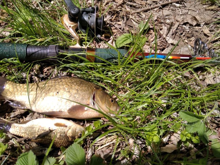 Отчет о рыбалке: Водоём #40241528 — городской округ Самара — Самара — Приволжский федеральный округ, Самарская область