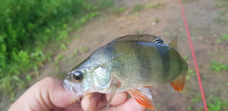 Отчет о рыбалке: Водоём #146507 — городской округ Самара — Самара — Приволжский федеральный округ, Самарская область