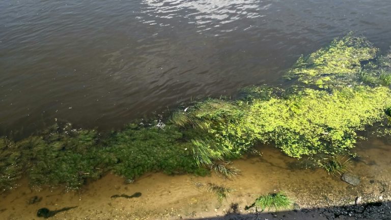 Отчет о рыбалке: Река Ока — городской округ Нижний Новгород — Нижний Новгород — Приволжский федеральный округ, Нижегородская область