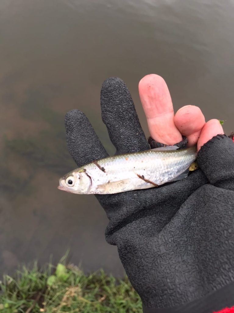 Отчет о рыбалке: Река Pekhorka River — городской округ Люберцы — Центральный федеральный округ, Московская область