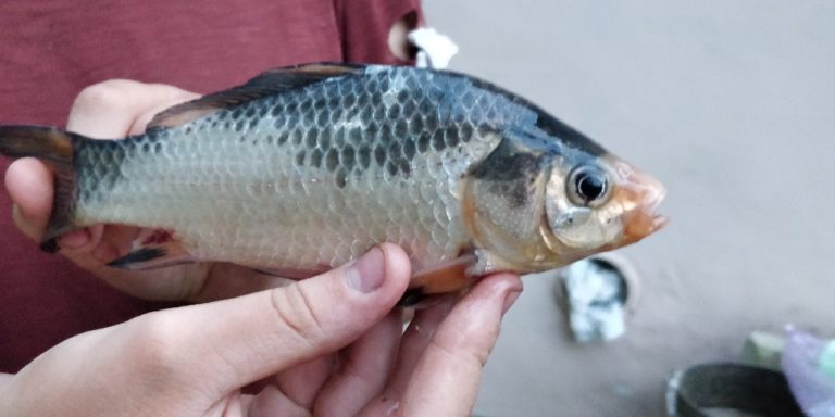 Отчет о рыбалке: Река Тавла — городской округ Саранск — Саранск — Приволжский федеральный округ, Республика Мордовия