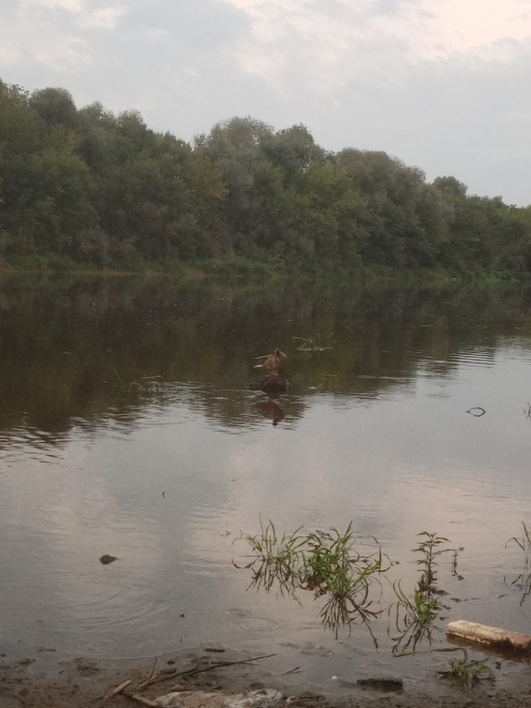 Отчет о рыбалке: Река Клязьма — городской округ Владимир — Центральный федеральный округ, Владимирская область