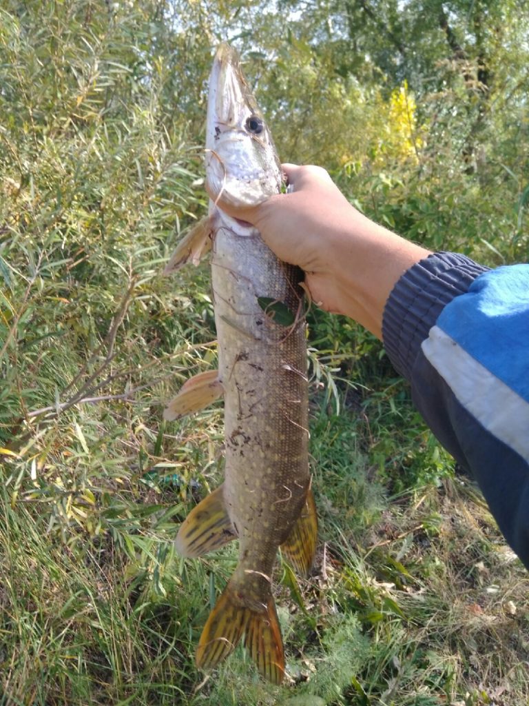 Отчет о рыбалке: Водоём #2304737 — городской округ Курган — Курган — Уральский федеральный округ, Курганская область