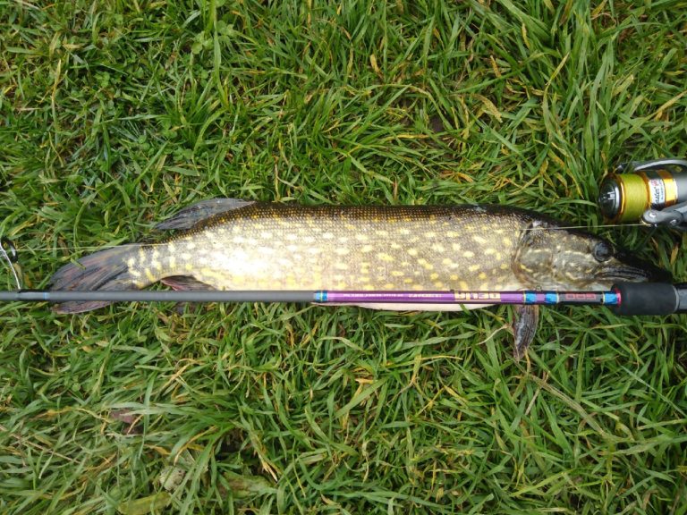 Отчет о рыбалке: Река Великая — Псковский район — Северо-Западный федеральный округ, Псковская область