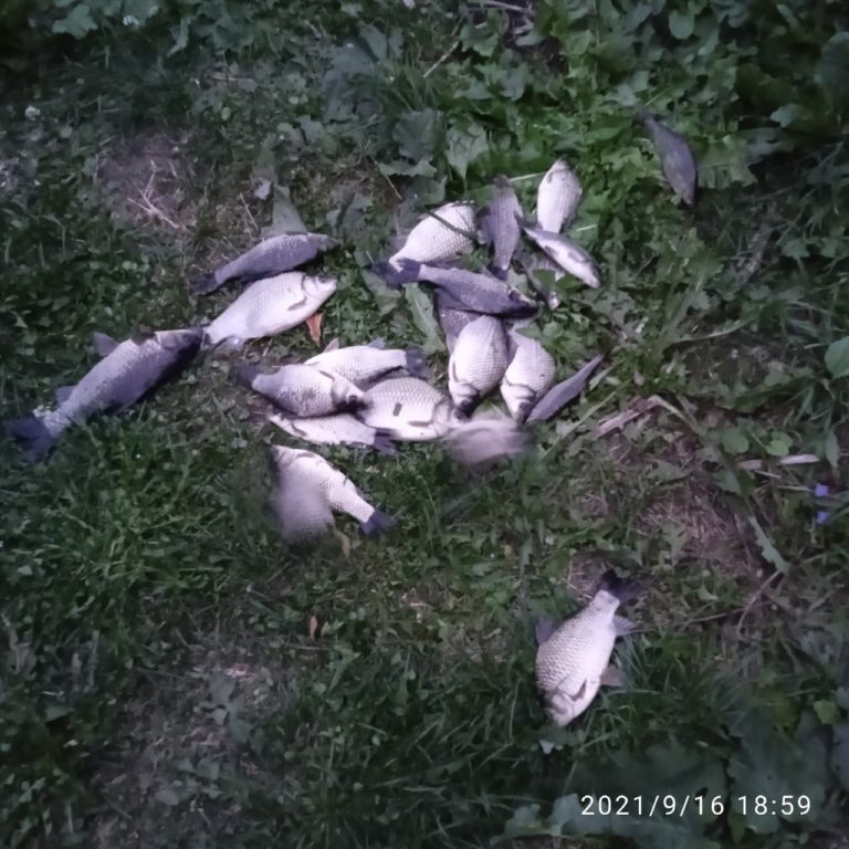 Отчет о рыбалке: Щекинское водохранилище — Щёкинский район — Советск — Центральный федеральный округ, Тульская область