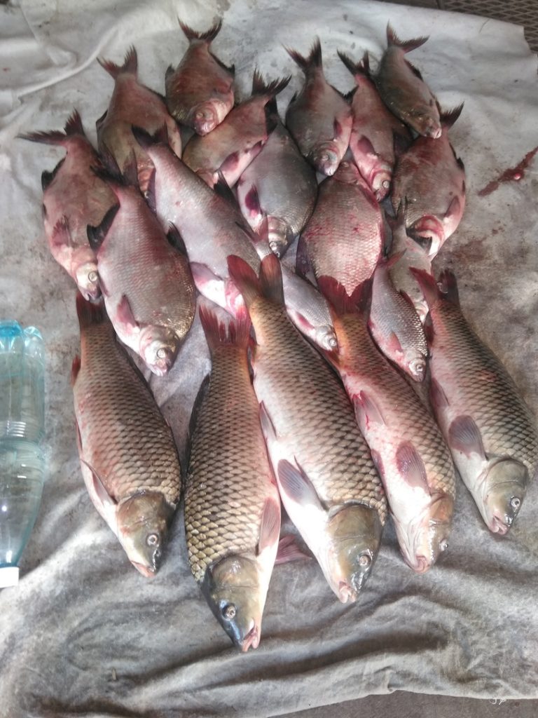 Отчет о рыбалке: Река Дон — городской округ Ростов-на-Дону — Ростов-на-Дону — Южный федеральный округ, Ростовская область