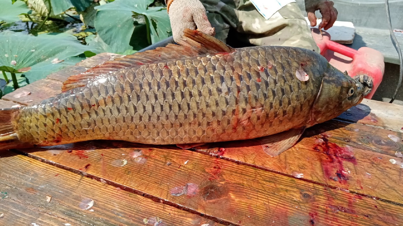 Отчет о рыбалке: Каспийское море Отчет о рыбалке: Каспийское море