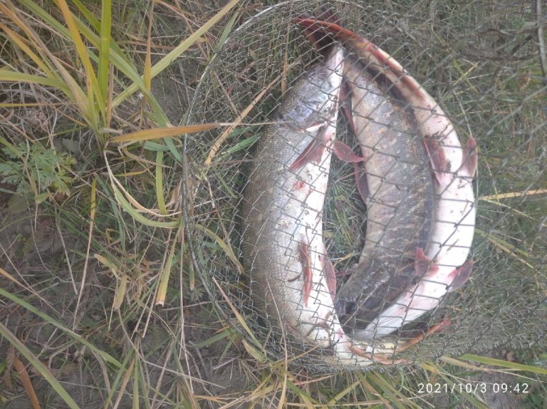 Отчет о рыбалке: Река Миасс — Шумихинский муниципальный округ — Уральский федеральный округ, Курганская область