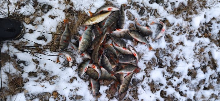 Отчет о рыбалке: Река Волга — Городецкий район — Приволжский федеральный округ, Нижегородская область