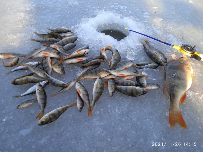 Отчет о рыбалке: Водоём #285189011 — городской округ Ульяновск — Приволжский федеральный округ, Ульяновская область