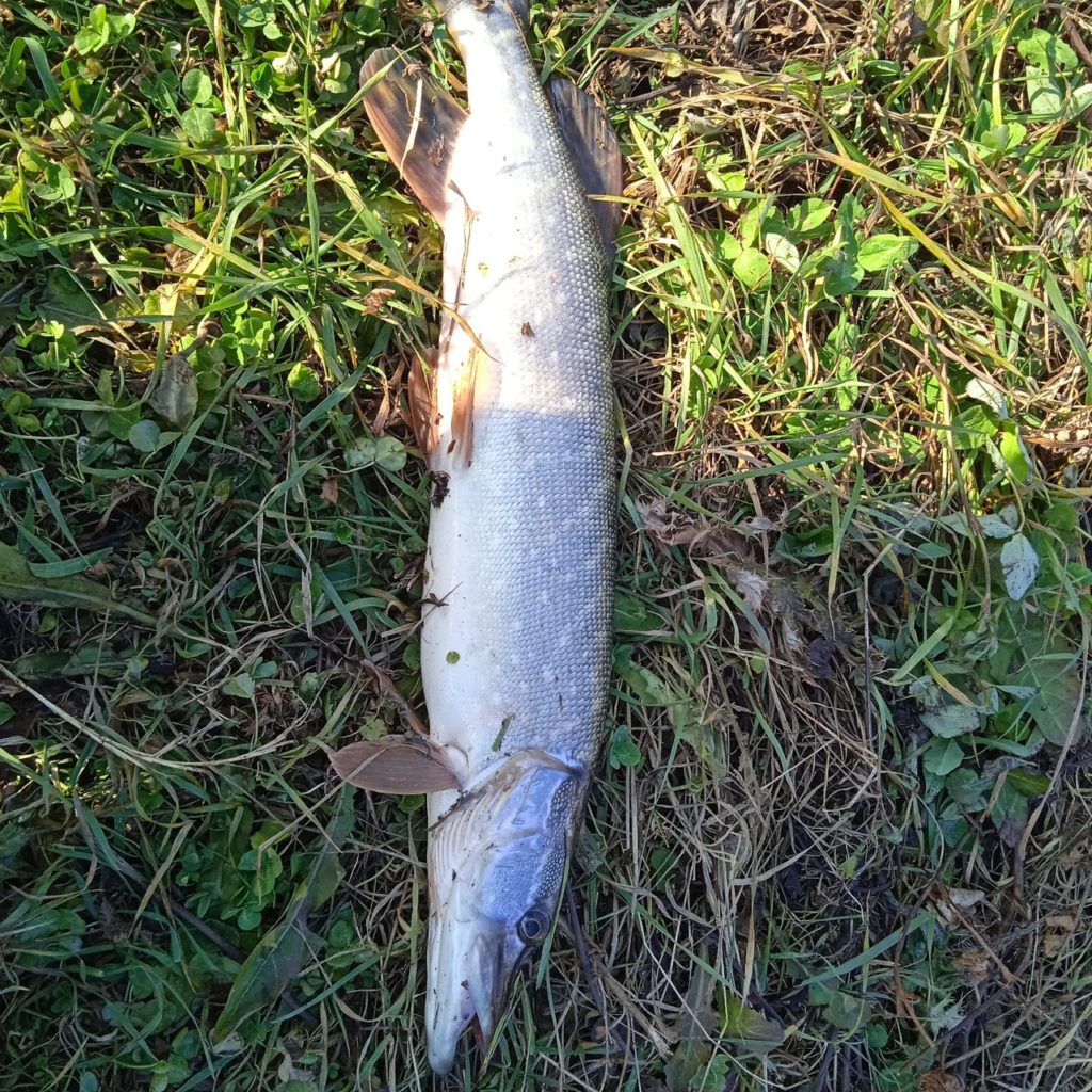 Отчет о рыбалке: Река Инсар — городской округ Саранск — Саранск — Приволжский федеральный округ, Республика Мордовия