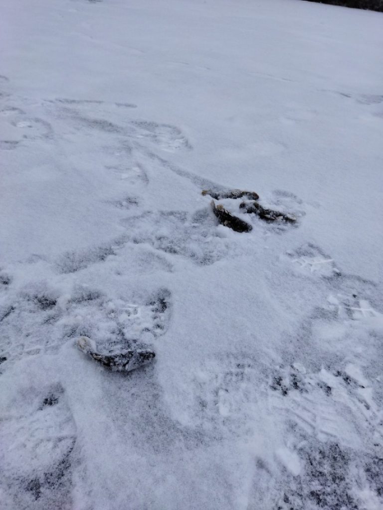 Отчет о рыбалке: Водоём #378457227 — Кондратовское сельское поселение — Приволжский федеральный округ, Пермский край
