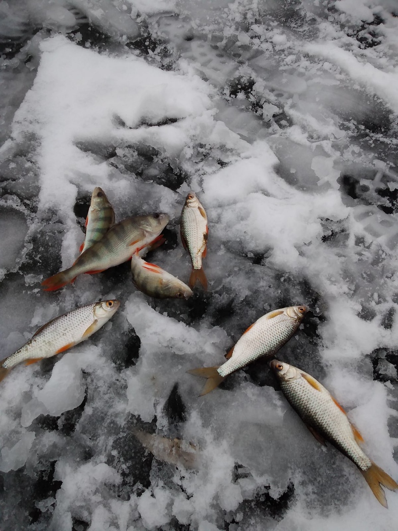 Отчет о рыбалке: Водоём #27631569 — городской округ Ишим — Уральский федеральный округ, Тюменская область