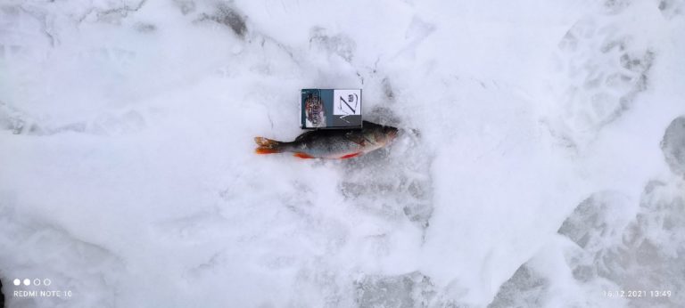 Отчет о рыбалке: озеро Гурьевское — Волоколамский городской округ — Центральный федеральный округ, Московская область