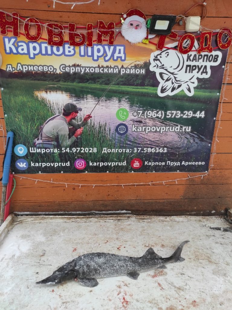 Отчет о рыбалке: Пруд Карпов малый — городской округ Серпухов — деревня Арнеево — Центральный федеральный округ, Московская область
