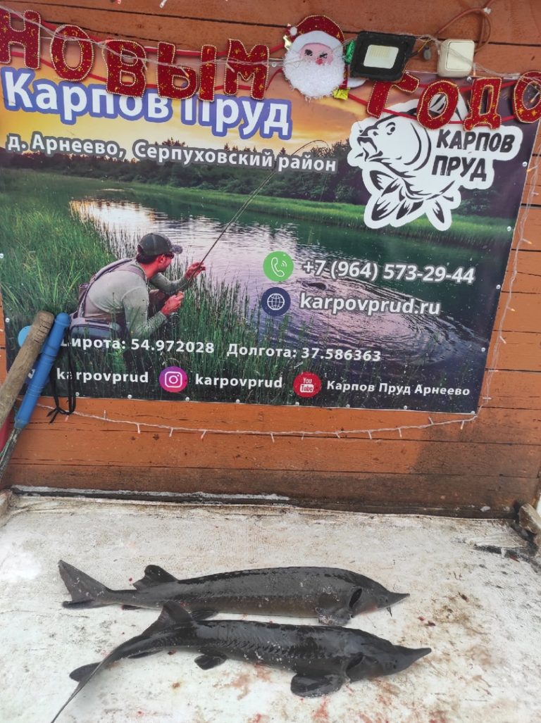 Отчет о рыбалке: Пруд Карпов малый — городской округ Серпухов — деревня Арнеево — Центральный федеральный округ, Московская область