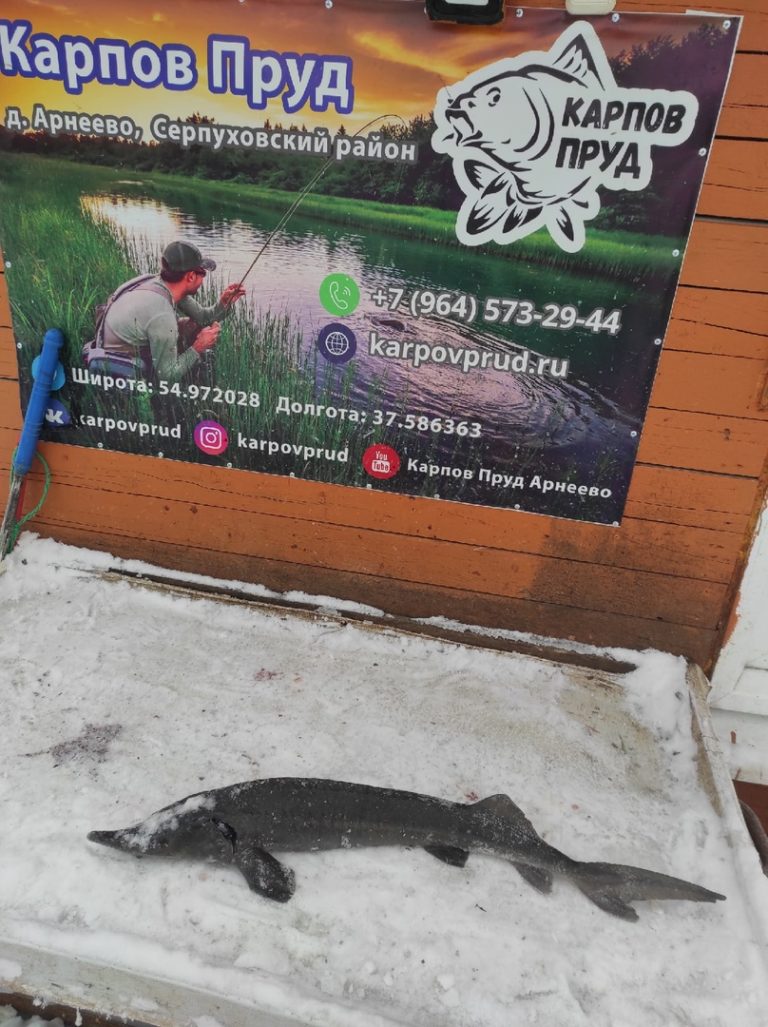 Отчет о рыбалке: Пруд Карпов малый — городской округ Серпухов — деревня Арнеево — Центральный федеральный округ, Московская область
