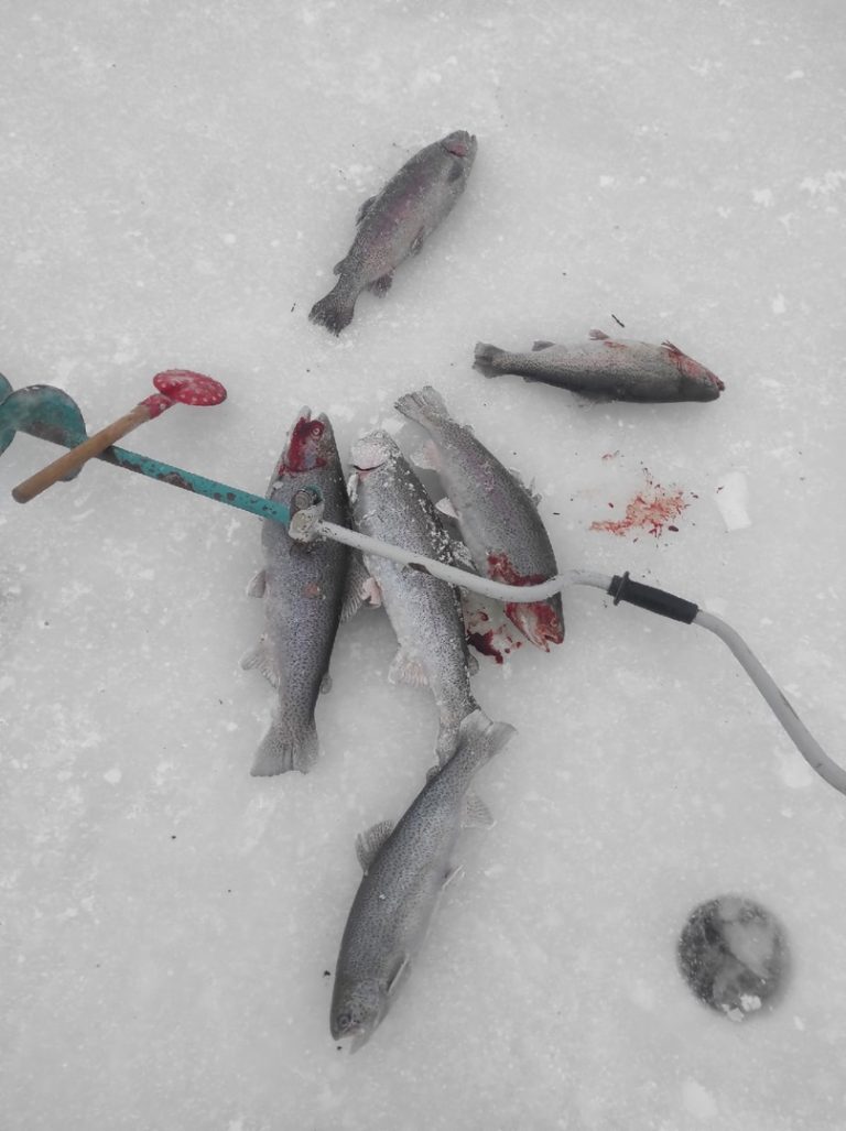 Отчет о рыбалке: Пруд Карпов малый — городской округ Серпухов — деревня Арнеево — Центральный федеральный округ, Московская область