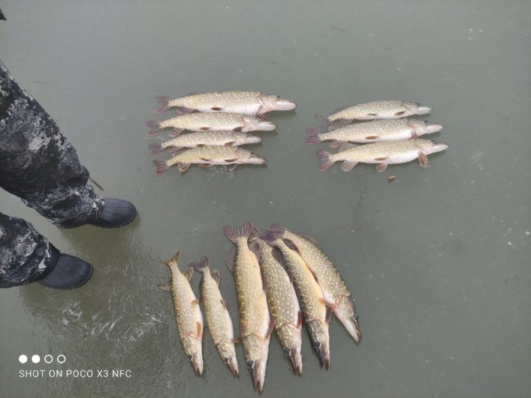 Отчет о рыбалке: Водоём Мельничный пруд — городской округ Калининград — Калининград — Северо-Западный федеральный округ, Калининградская область