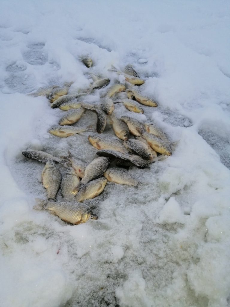 Отчет о рыбалке: Михайловское водохранилище — Татищевский район — Приволжский федеральный округ, Саратовская область