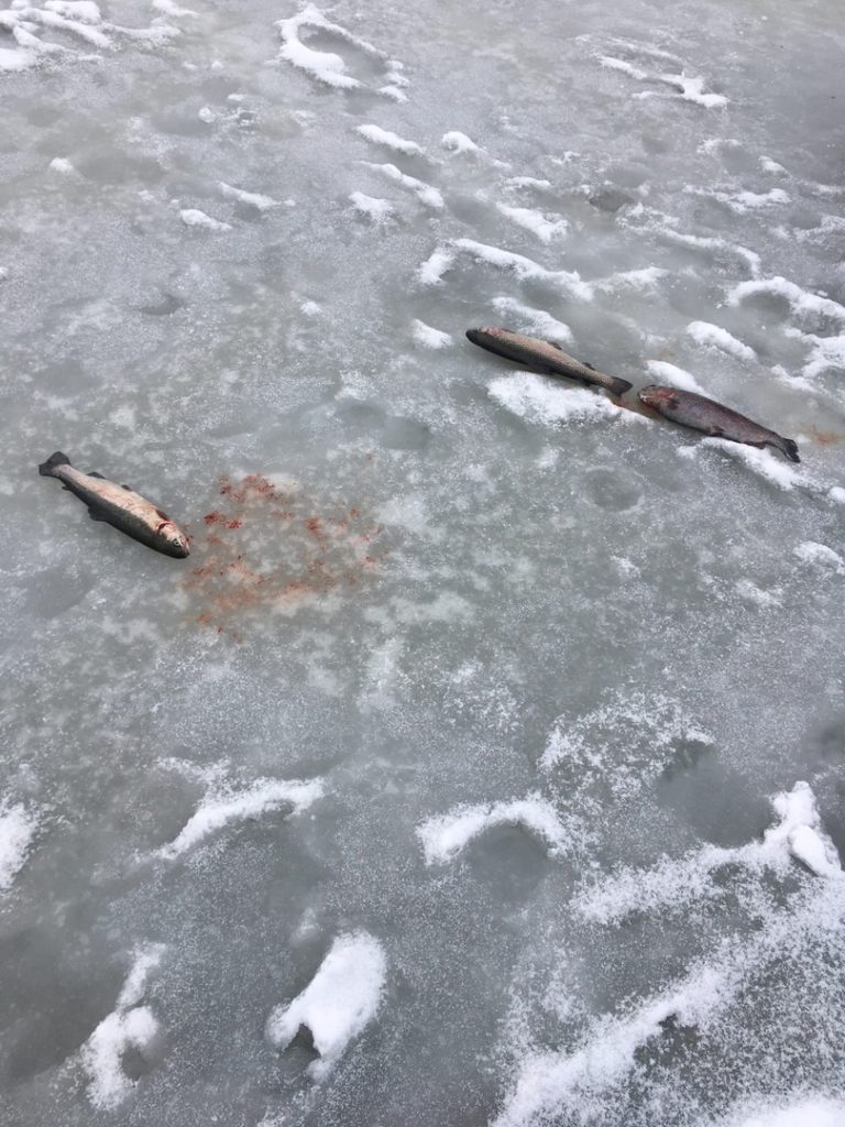 Отчет о рыбалке: Пионерский пруд — Наро-Фоминский городской округ — Центральный федеральный округ, Московская область