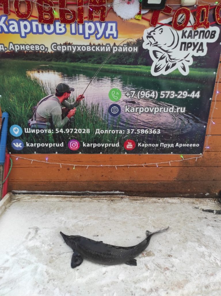 Отчет о рыбалке: Пруд Карпов малый — городской округ Серпухов — деревня Арнеево — Центральный федеральный округ, Московская область