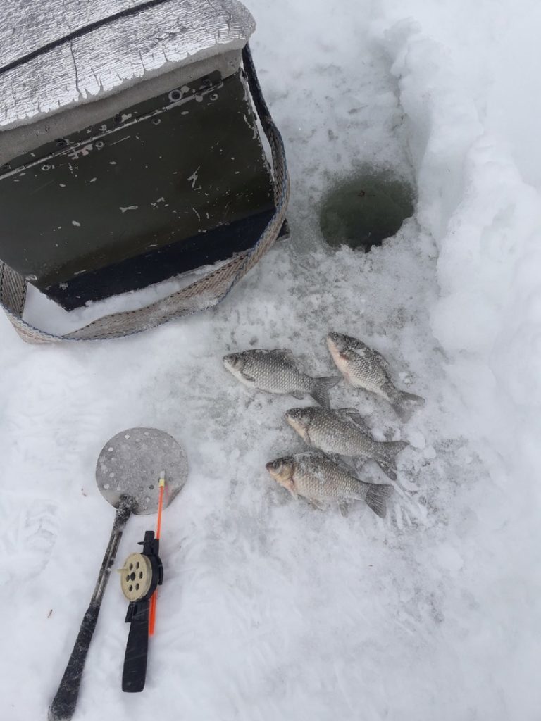 Отчет о рыбалке: Богородицкий городской пруд — Богородицкий район — Богородицк — Центральный федеральный округ, Тульская область
