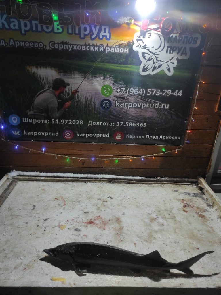 Отчет о рыбалке: Пруд Карпов малый — городской округ Серпухов — деревня Арнеево — Центральный федеральный округ, Московская область