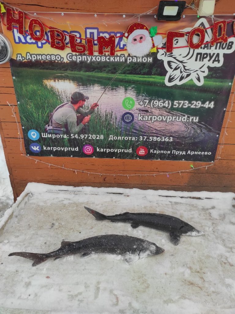 Отчет о рыбалке: Пруд Карпов малый — городской округ Серпухов — деревня Арнеево — Центральный федеральный округ, Московская область