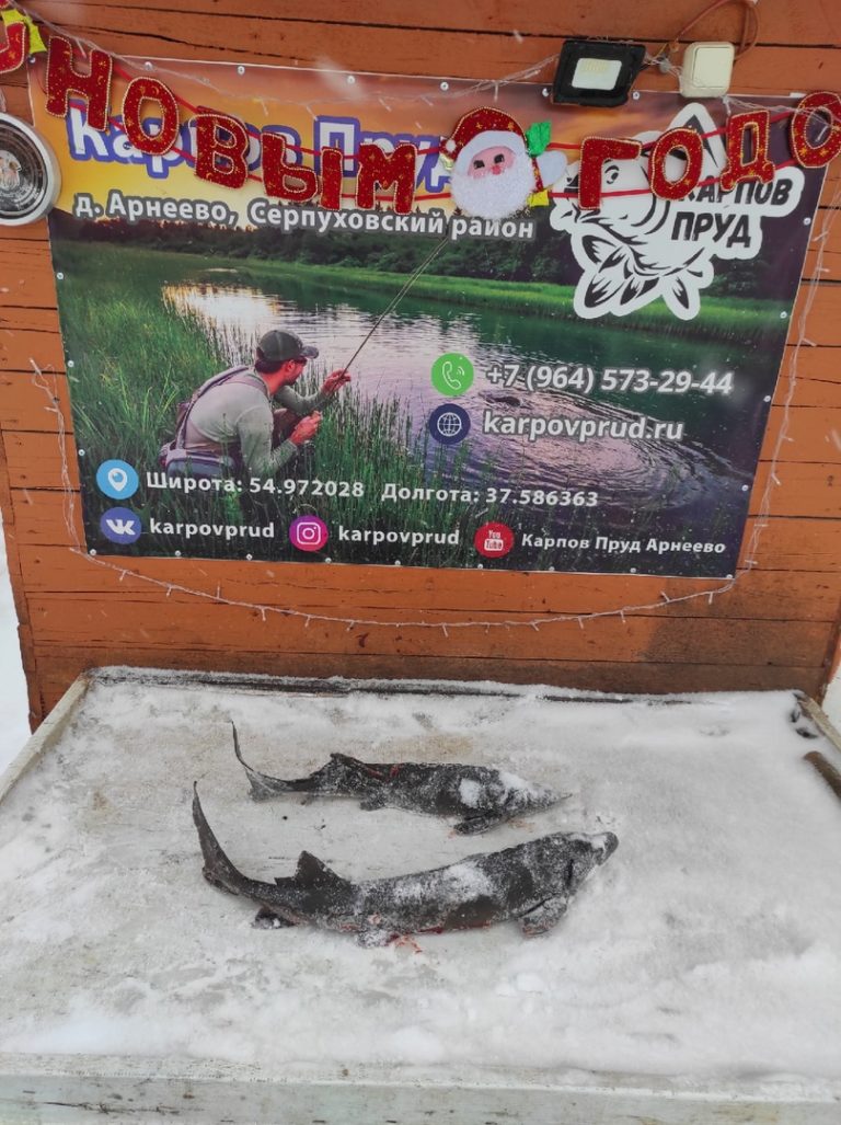 Отчет о рыбалке: Пруд Карпов малый — городской округ Серпухов — деревня Арнеево — Центральный федеральный округ, Московская область