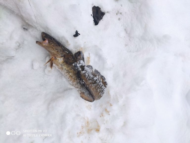 Отчет о рыбалке: Река Дубенка — городской округ Черноголовка — Центральный федеральный округ, Московская область