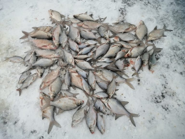 Отчет о рыбалке: Белгородское водохранилище — Центральный федеральный округ, Белгородская область
