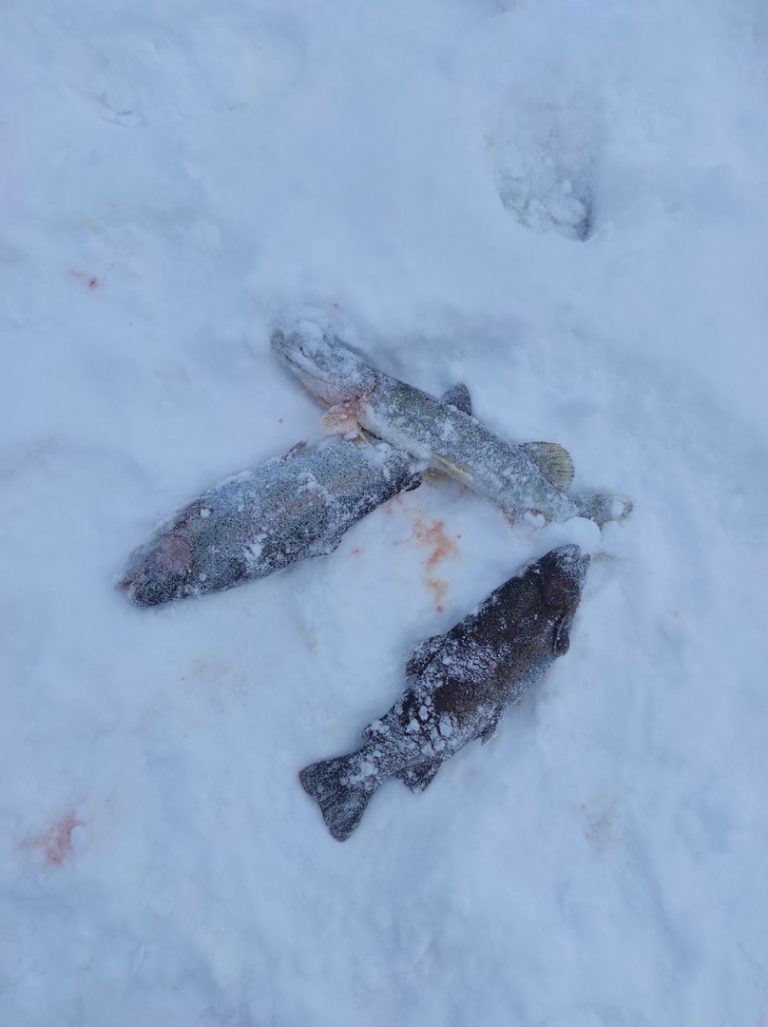 Отчет о рыбалке: Пруд Карпов малый — городской округ Серпухов — деревня Арнеево — Центральный федеральный округ, Московская область