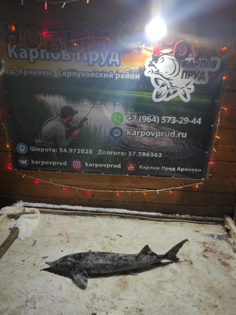 Отчет о рыбалке: Пруд Карпов малый — городской округ Серпухов — деревня Арнеево — Центральный федеральный округ, Московская область