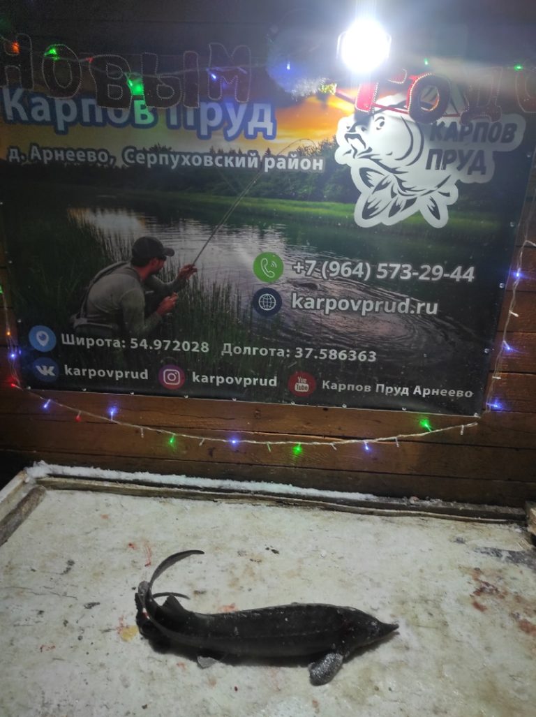 Отчет о рыбалке: Пруд Карпов малый — городской округ Серпухов — деревня Арнеево — Центральный федеральный округ, Московская область