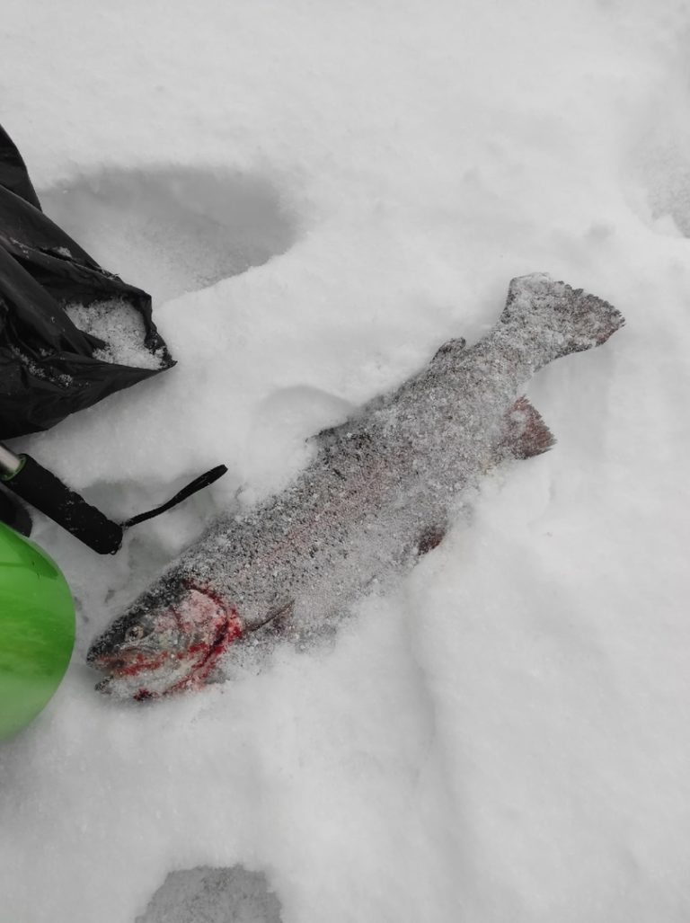 Отчет о рыбалке: Пруд Карпов малый — городской округ Серпухов — деревня Арнеево — Центральный федеральный округ, Московская область
