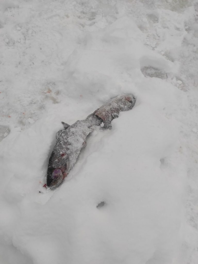 Отчет о рыбалке: Пруд Карпов малый — городской округ Серпухов — деревня Арнеево — Центральный федеральный округ, Московская область