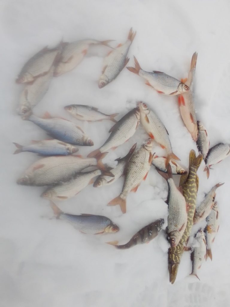 Отчет о рыбалке: Варваровское водохранилище — Зарянское сельское поселение — Южный федеральный округ, Волгоградская область