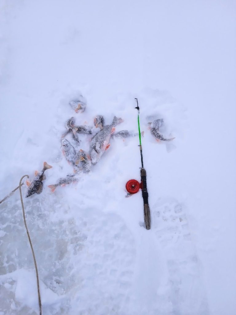Отчет о рыбалке: Волгоградское водохранилище