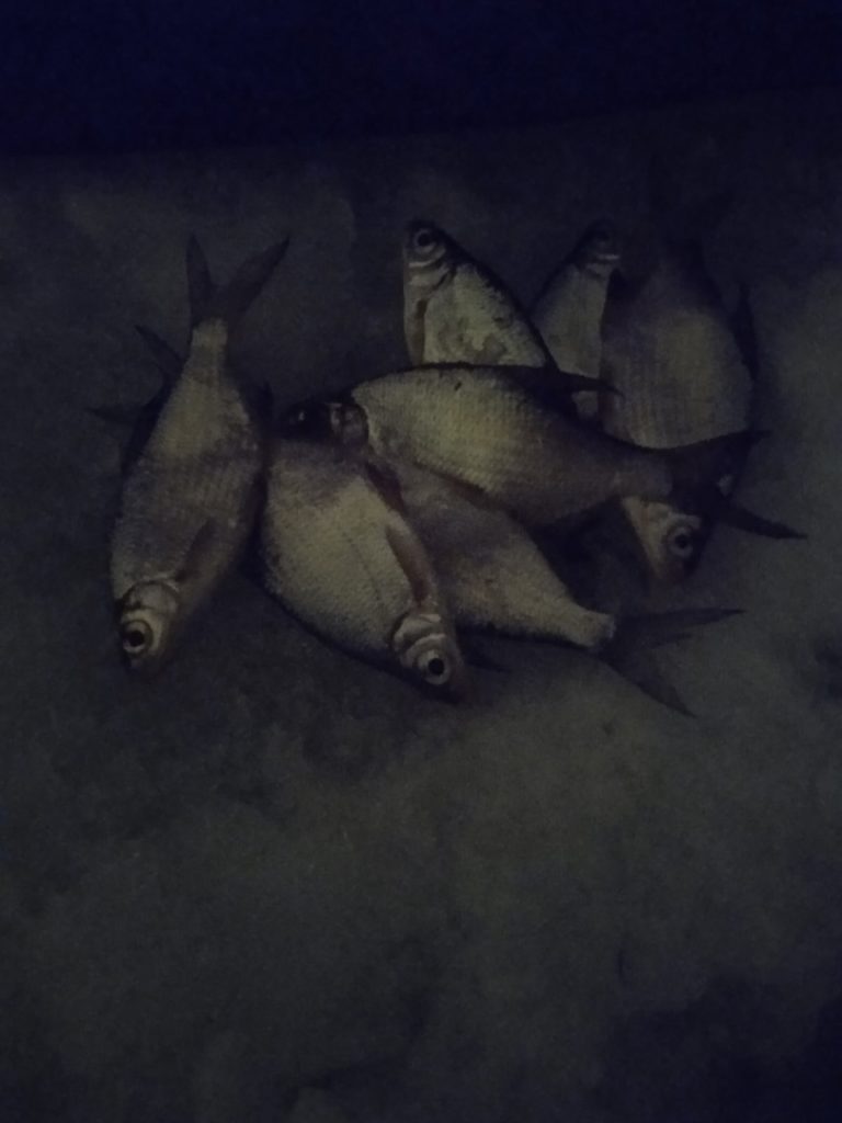 Отчет о рыбалке: Река Самара — городской округ Самара — Самара — Приволжский федеральный округ, Самарская область