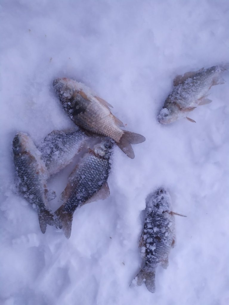 Отчет о рыбалке: пруд Солдатский — городской округ Саранск — Приволжский федеральный округ, Республика Мордовия
