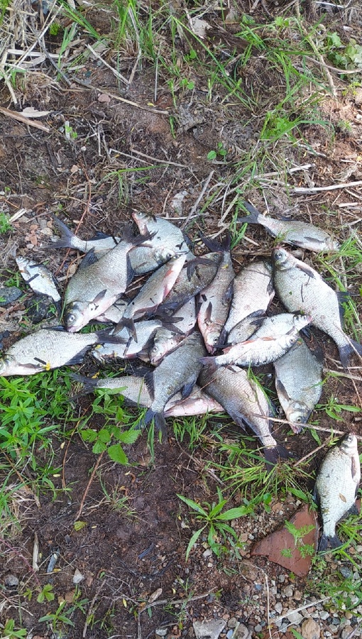 Отчет о рыбалке: Водоём #7399696 — городской округ Самара — Самара — Приволжский федеральный округ, Самарская область Отчет о рыбалке: Водоём #7399696 — городской округ Самара — Самара — Приволжский федеральный округ, Самарская область
