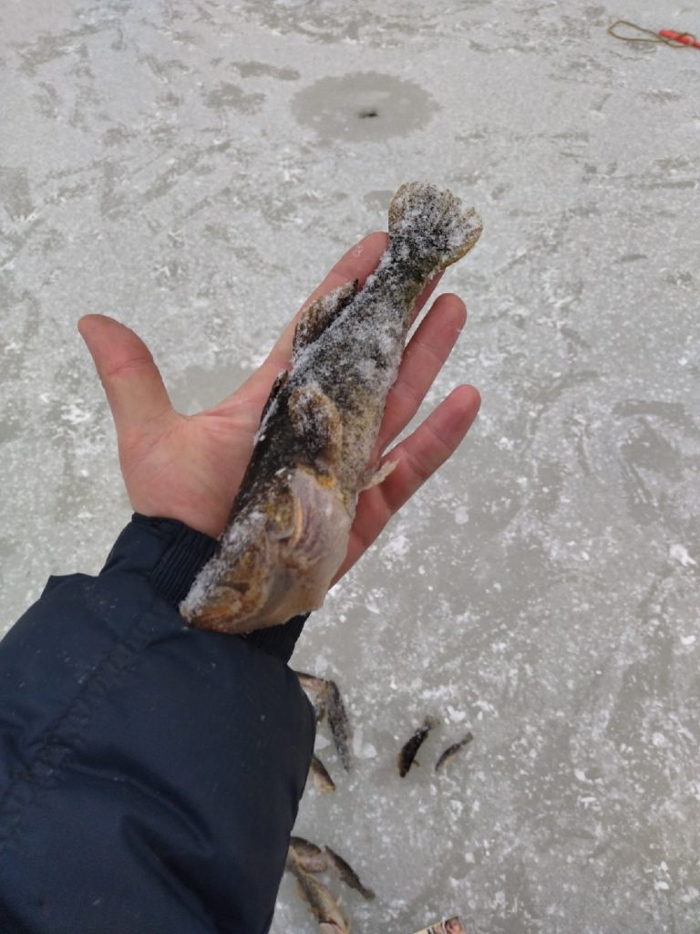 Отчет о рыбалке: Водоём #89742439 — Раменский городской округ — Центральный федеральный округ, Московская область