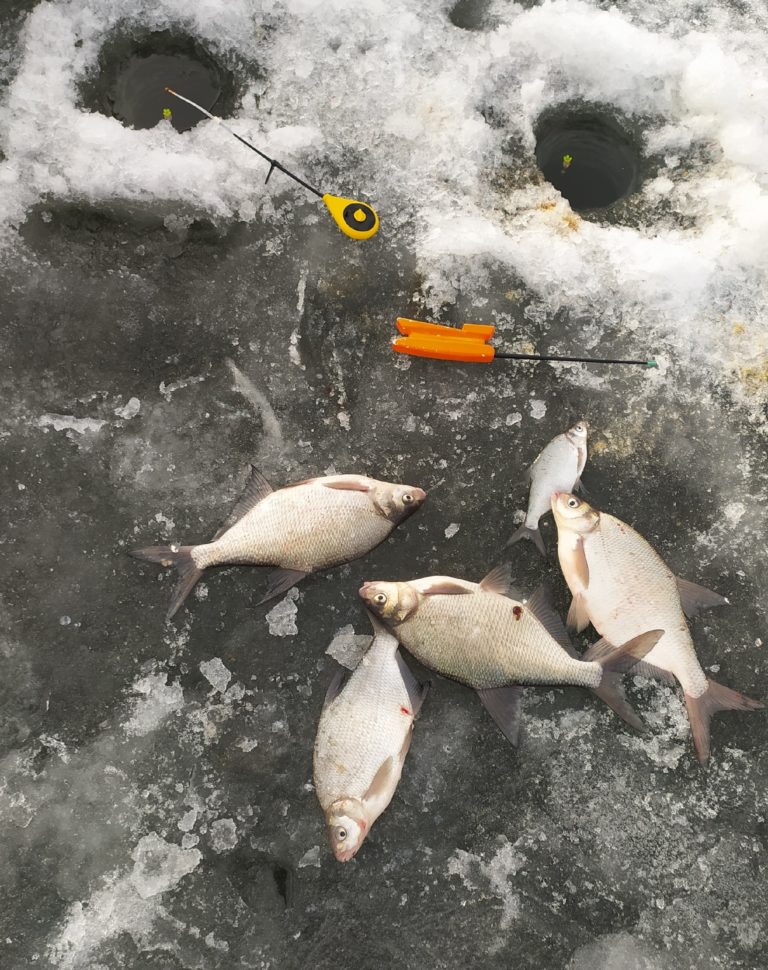 Отчет о рыбалке: Воронежское водохранилище — городской округ Воронеж — Воронеж — Центральный федеральный округ, Воронежская область