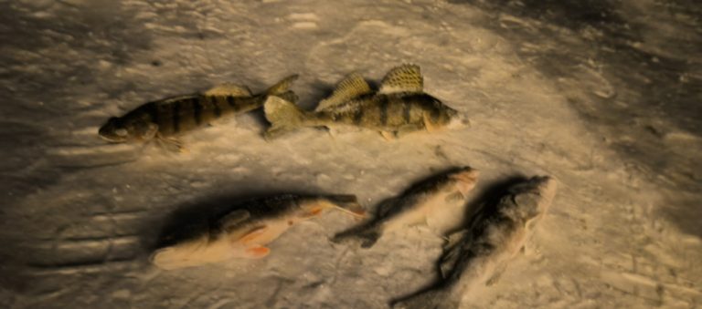 Отчет о рыбалке: Водоём #59586363 — муниципальное образование посёлок городского типа Камское Устье — посёлок городского типа Камское Устье — Приволжский федеральный округ, Республика Татарстан