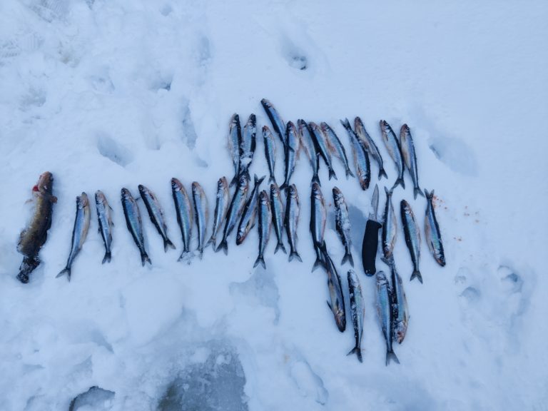 Отчет о рыбалке: Верхнетуломское водохранилище — городское поселение Верхнетуломский — Северо-Западный федеральный округ, Мурманская область