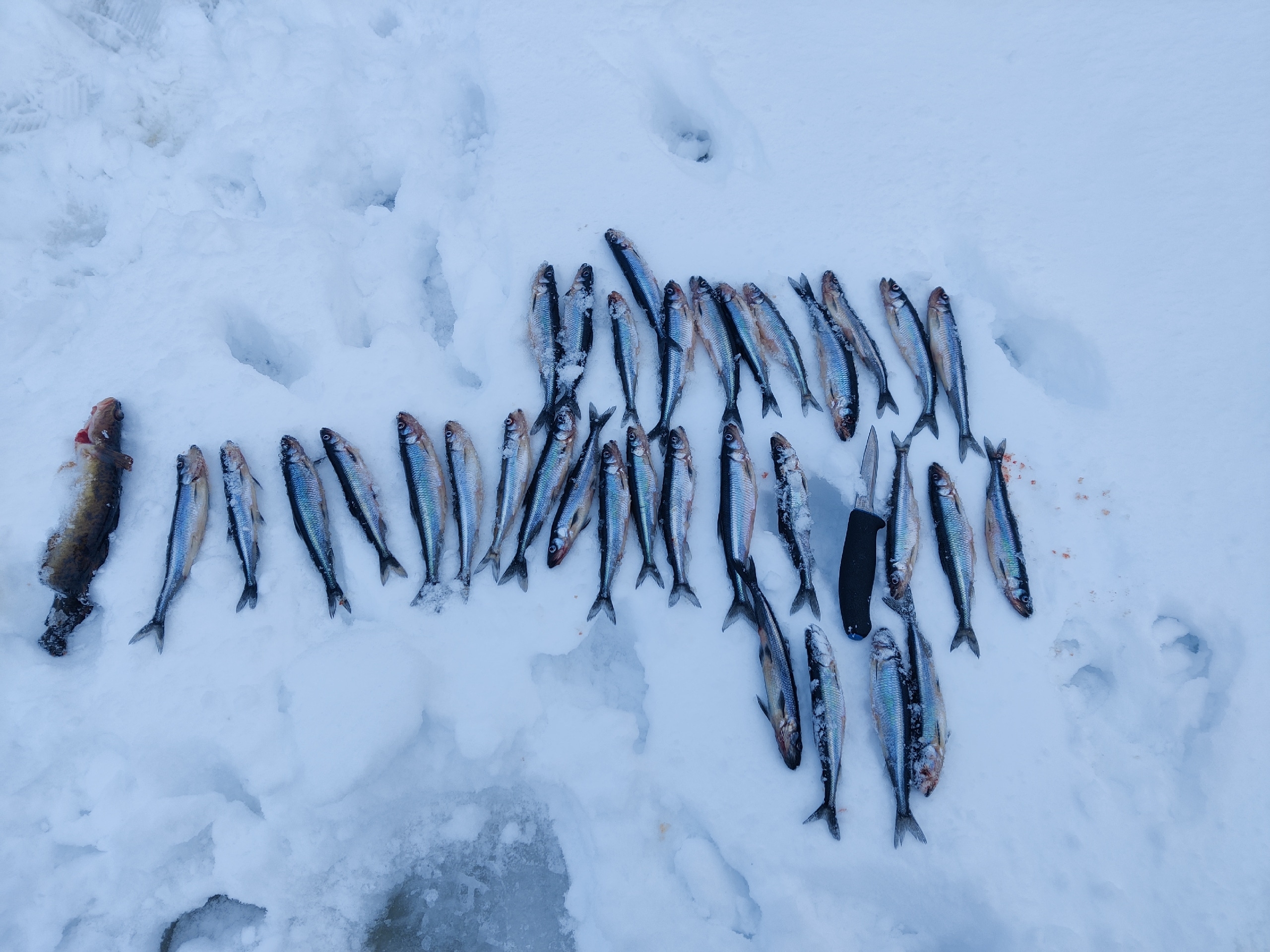 Отчет о рыбалке: Верхнетуломское водохранилище — городское поселение Верхнетуломский — Северо-Западный федеральный округ, Мурманская область